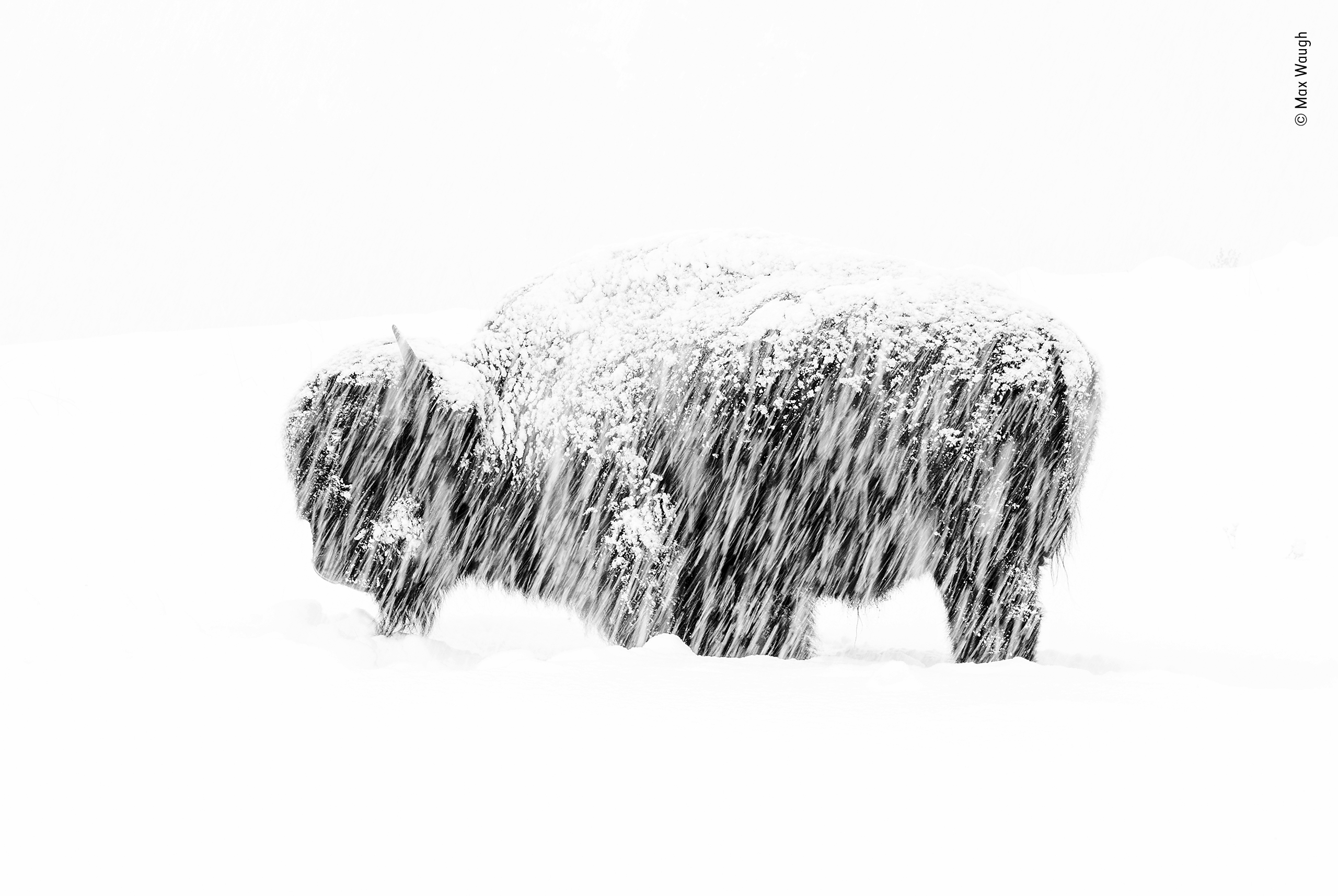 An American bison endures a thick snowfall in Yellowstone National Park. Since the heavy snow made it hard to pick out details in this scene, I purposely slowed my shutter speed in order to "paint" lines across the telltale silhouette of the bison and create a more abstract image.