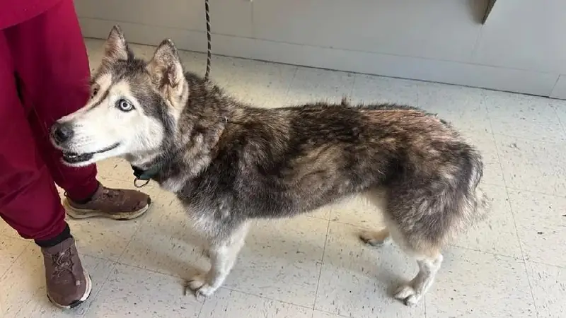 Desapareció como cachorra y 12 años después regresó: la milagrosa historia de Sierra, la husky que se volvió viral en todo el mundo