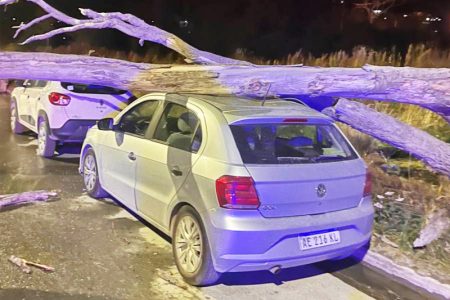 fuertes-vientos-en-ushuaia-provocan-la-caida-de-un-arbol_ZE2c