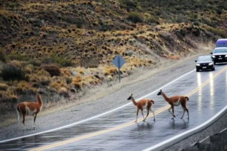 peligro-en-ruta-hielo-negro-y-animales-sueltos_VuSJ